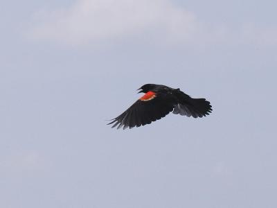 Red-winged Blackbird 05