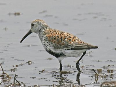 Dunlin 03