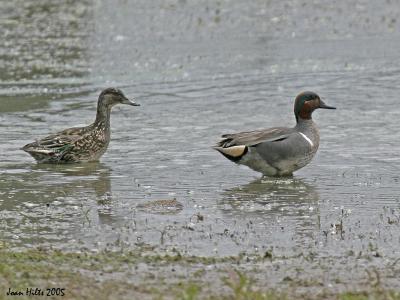 Green-winged Teal 01