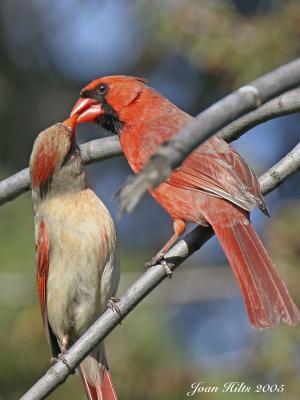 v3/83/55683/3/45634085.NorthernCardinal10.jpg