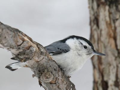 White-breasted 04