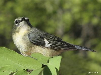 Black-throated Blue 03