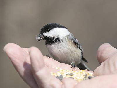 Black-capped Chickadee 09