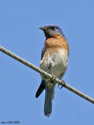 Eastern Bluebird 01