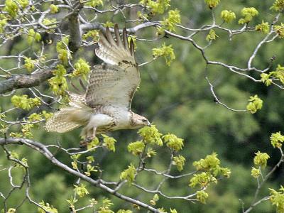 Red-tailed Hawk 05