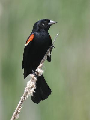 Red-winged Blackbird 06
