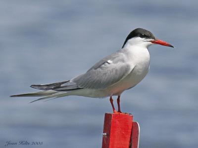 Common Tern 04