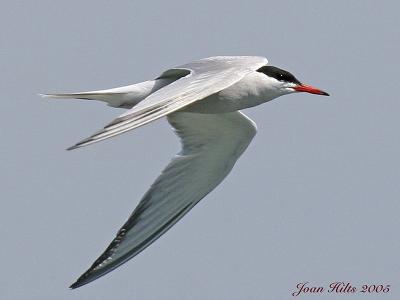 Common Tern 05