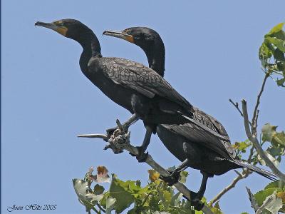 Double-crested Cormorant 06