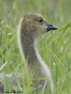 Canada Goose 12