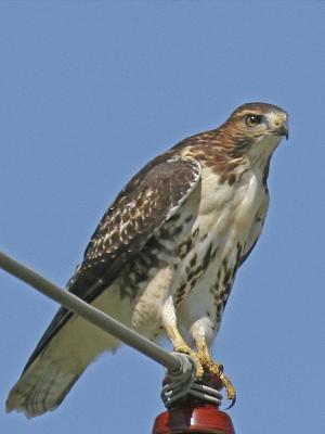 Red-tailed Hawk 06