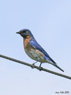 Eastern Bluebird 02