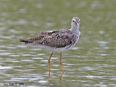 Lesser Yellow Legs 02