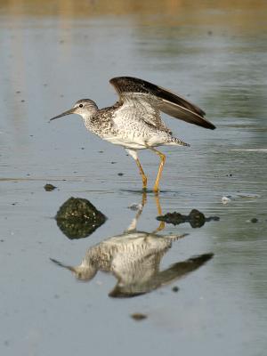 Lesser Yellow Legs 03