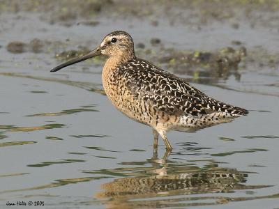 Short-billed Dowitcher 01