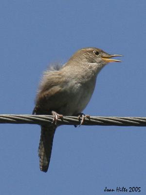 House Wren 01