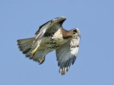 Red-tailed Hawk 07