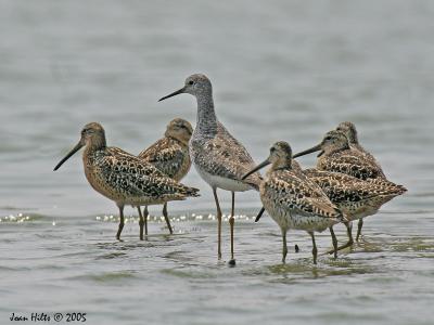 Short-billed Dowitcher 02 with Yellow Legs