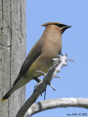 Cedar Waxwing 03