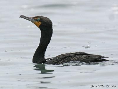 Double-crested Cormorant 07