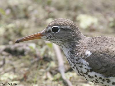 Spotted Sandpiper 04