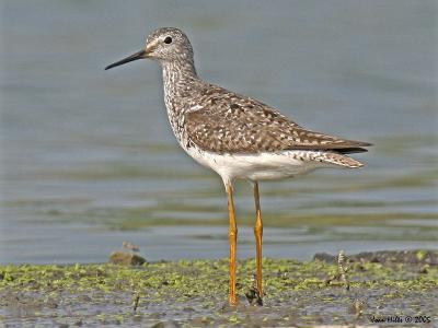 Lesser Yellow Legs 05