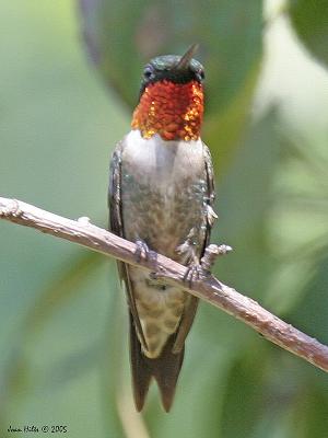 Ruby-throated Hummingbird 03