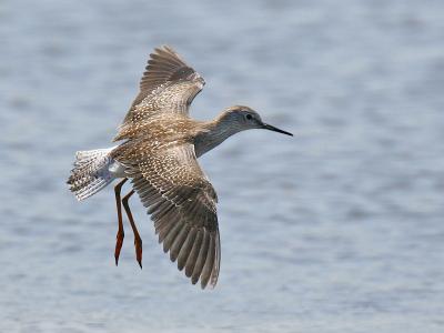 Lesser Yellow Legs 06