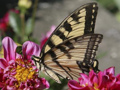 Tiger Swallowtail 03