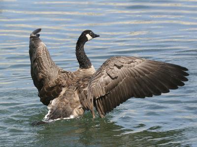 Canada Goose 13