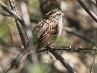 White-throated 01