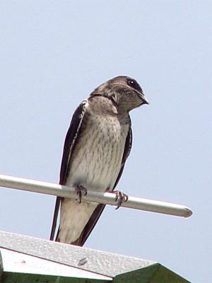 Purple Martin 01