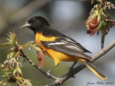 Baltimore Oriole 02