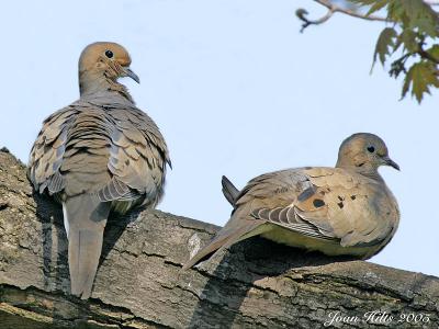 Mourning Dove 04
