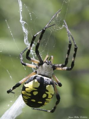 Black and Yellow Argiope 01