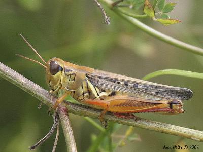 Red-legged Locust 01