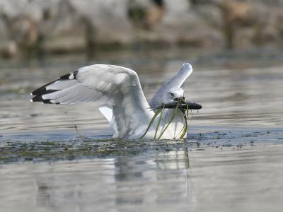 Ring-billed 09