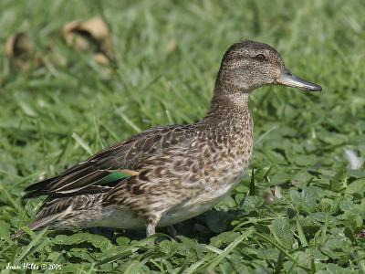 Green-winged Teal 02