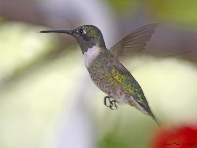 Ruby-throated Hummingbird 06