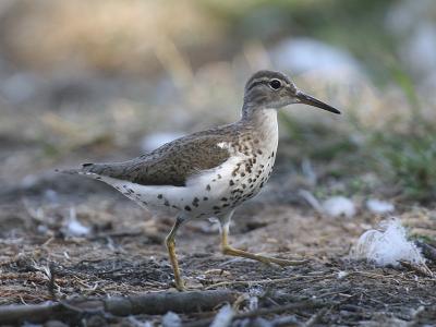 Spotted Sandpiper 06