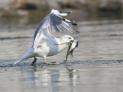 Ring-billed 10