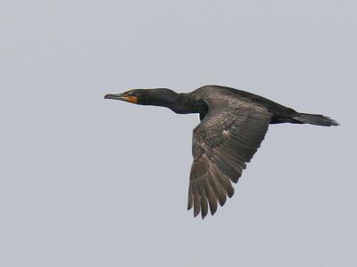 Double-crested Cormorant 08