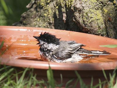 Black-capped Chickadee 10