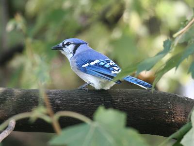 Blue Jay 05