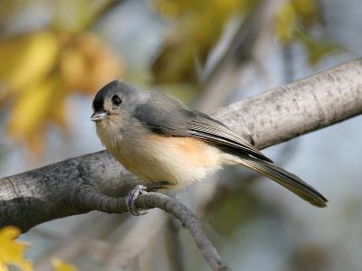 Tufted Titmouse 01