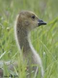 Canada Goose 12
