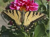Tiger Swallowtail 02