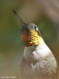 Ruby-throated Hummingbird 05