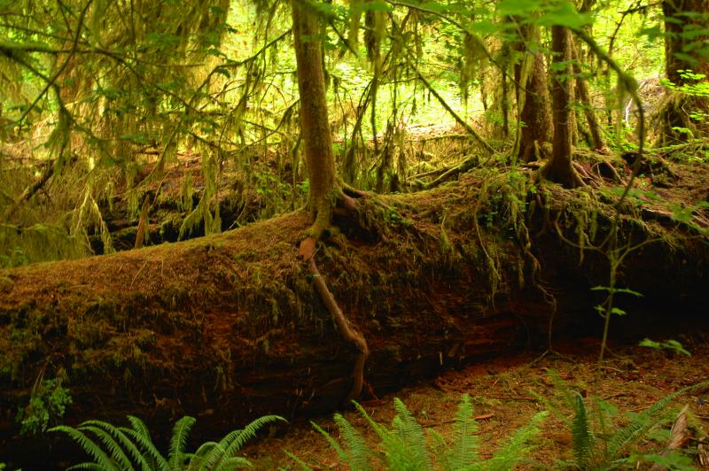 Hoh Rain Forest