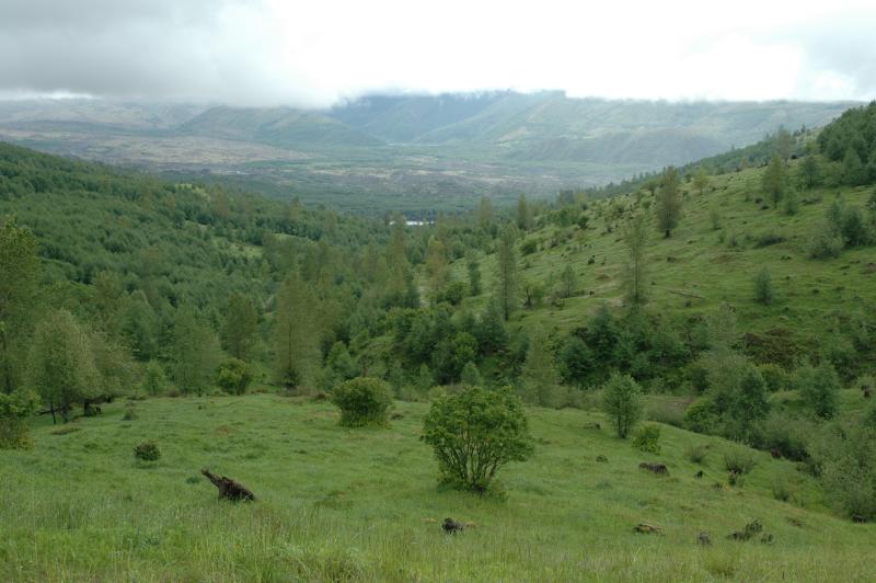 Mt. St. Helens Blast Zone